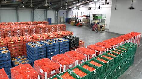 Uien klaar voor verzending.