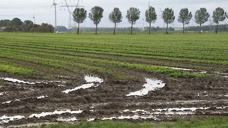 Nat land na spinazieoogst