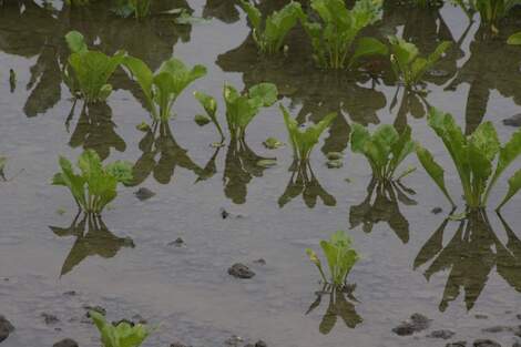 Wateroverlast op bietenland