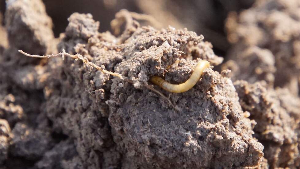 Ritnaald in de grond