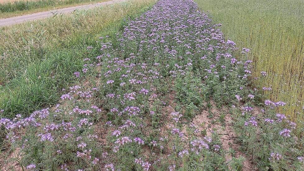 DSV Buffer en Braak 1 bufferstrook