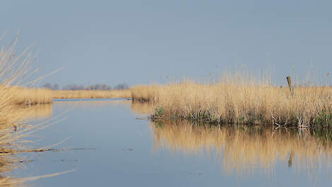 Op verschillende plekken in Noord-Holland is dinoterb in het water aangetroffen.