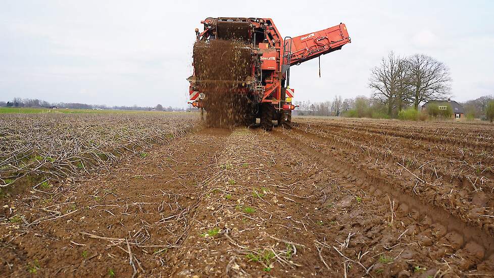 Veruit de meeste knollen zijn volledig weggerot. Dat is zowel te zien als te ruiken. Achter de rooier zijn veel grijzige vlekken te zien: de ingedroogde massa van rotte knollen.