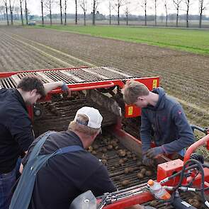 Om de aardappelen enigszins ‘schoon’ in de kipper te krijgen, staan er drie medewerkers op de rooier om rotte, versmeerde en door engerlingen aangevreten knollen eruit te halen.