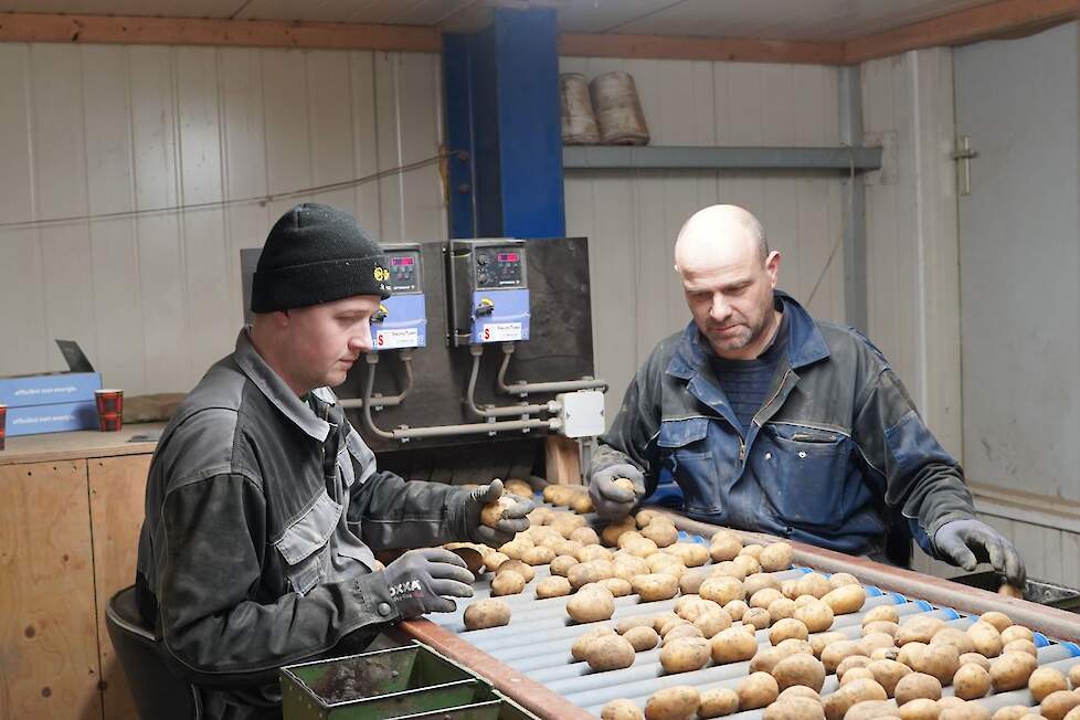 Half februari sorteren Gert (rechts) en Jelmer Boomsma in Minnertsga (Fr.) een partij Arizona-pootgoed voor levering aan Turkije. Het is één van de laatste partijen die bij de maatschap over de leesband rolt. ,,Hierna volgens er nog twee partijen Fontane’