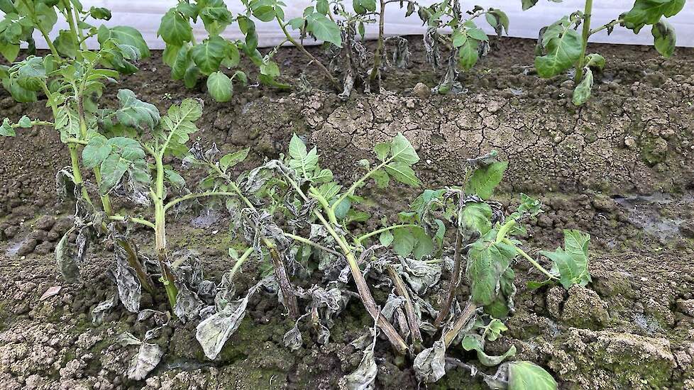 Een zware phytophthora aantasting bij vroege aardappelen in een glazen kast.