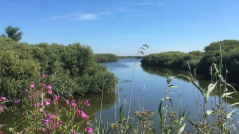 In het Zwanenwater werd dinoterb aangetroffen.
