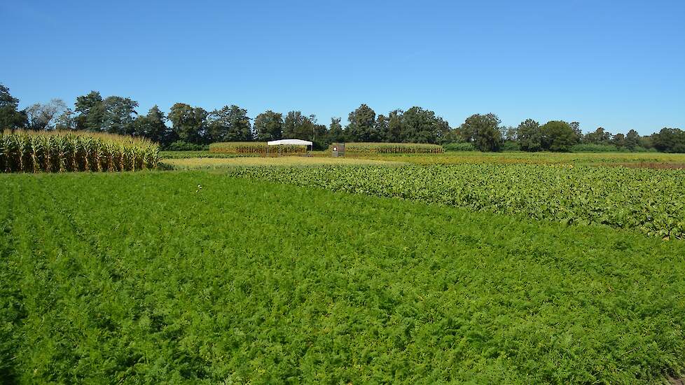 Bij proefboerderij Vredepeel (LB) is een grote proef aangelegd. Daarin wordt ICM vergeleken met de referentieaanpak.