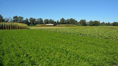 Bij proefboerderij Vredepeel (LB) is een grote proef aangelegd. Daarin wordt ICM vergeleken met de referentieaanpak.
