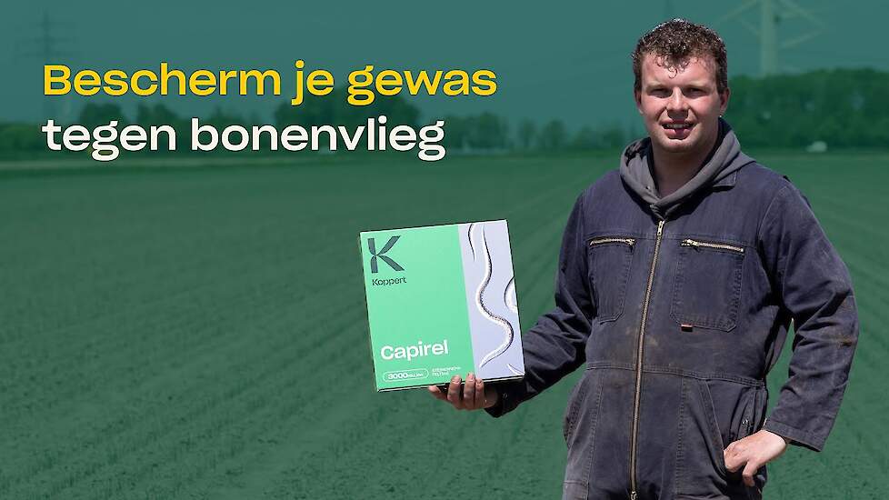 Bonenvlieg bestrijden met nuttige nematoden (aaltjes)