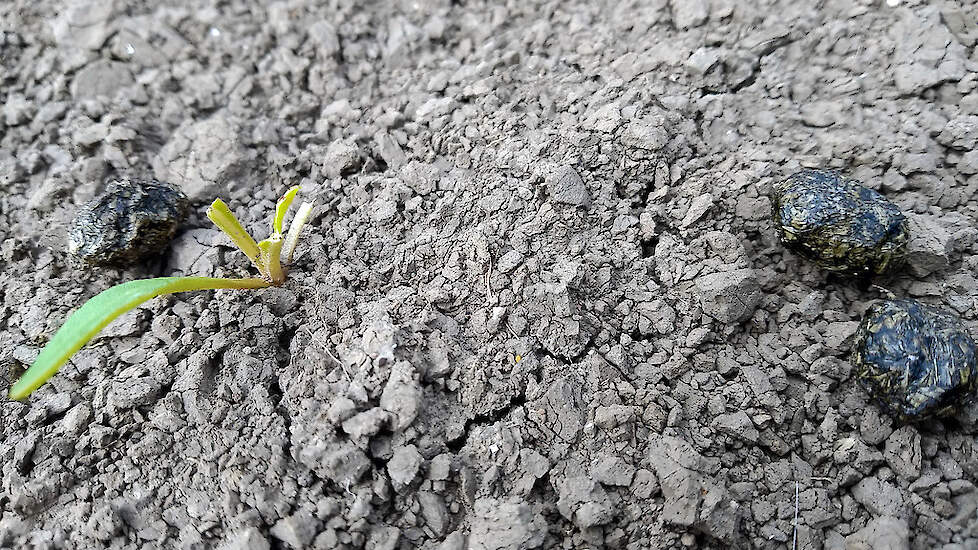 Bij vreterij door hazen zijn de bladeren afgevreten. Vaak zijn bij planten ook hazenkeutels zichtbaar.