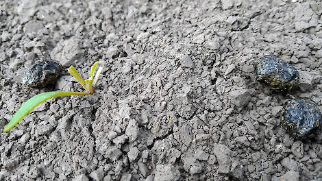 Bij vreterij door hazen zijn de bladeren afgevreten. Vaak zijn bij planten ook hazenkeutels zichtbaar.