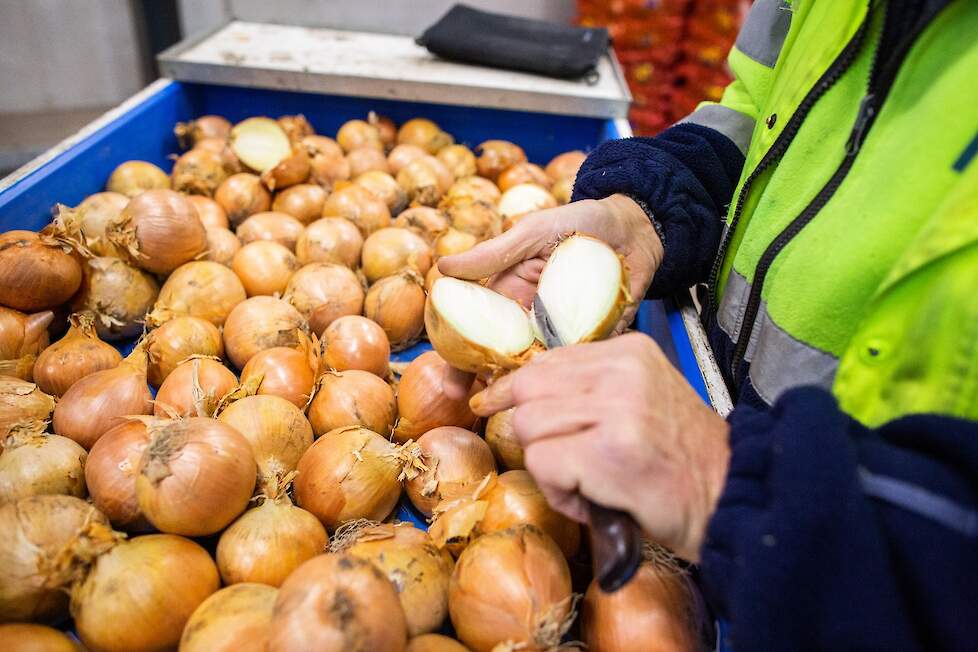 MSP’s optische sorteermachine maakt het mogelijk om de juiste hardheid en huidvastheid te leveren