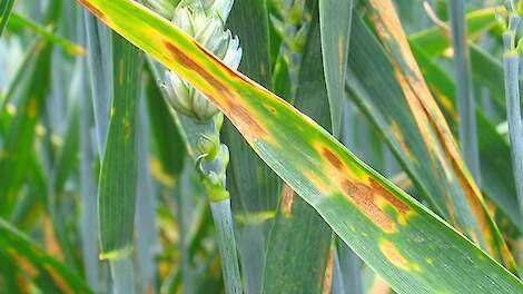 Septoria.