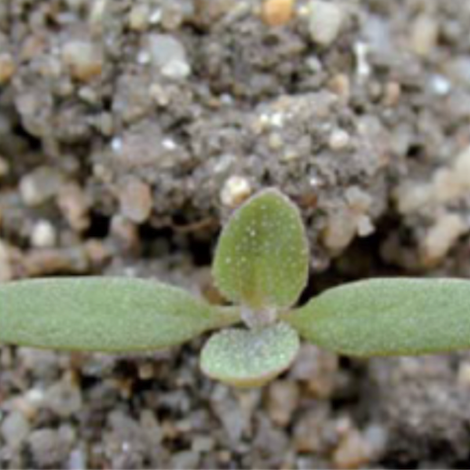 Melganzenvoet met 2 echte blaadjes = CORZAL SE 1,5 L/ha