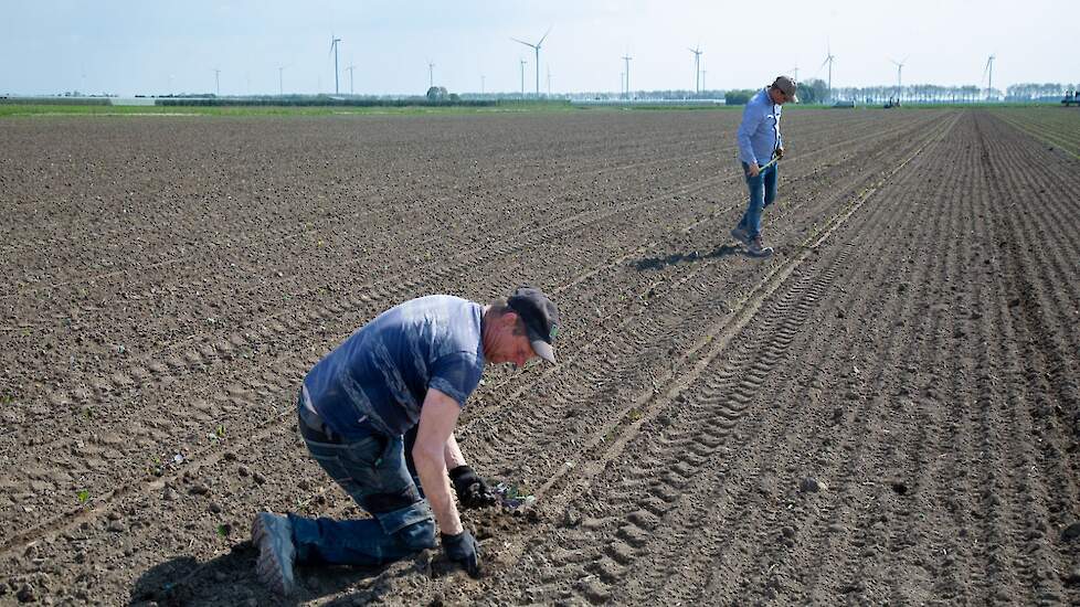 Eventuele missers worden bijgeplant.