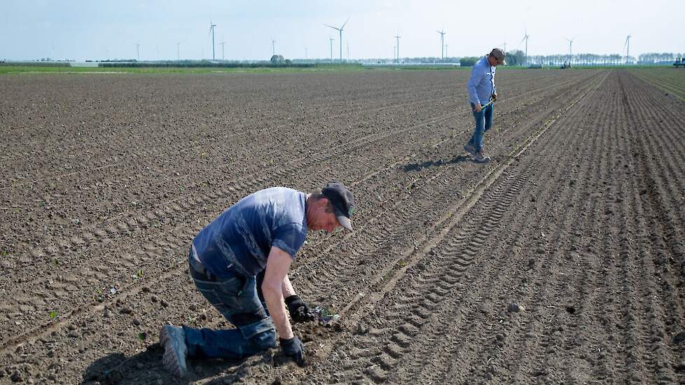 Eventuele missers worden bijgeplant.