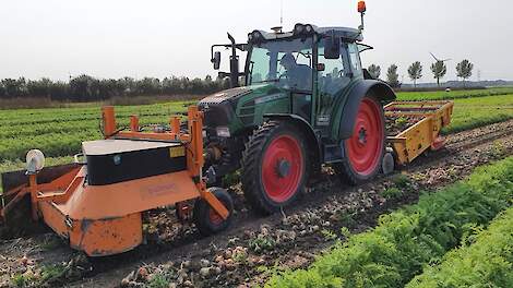 Oogsten in strokenteelt.