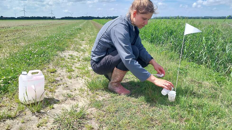 Linda haalt de vangst binnen het vervangt het medium in de valgroep.