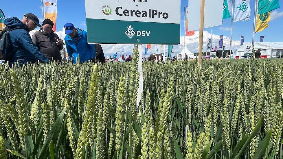 Wintertarwe Debian bijgezaaid met het mengsel CerealPro