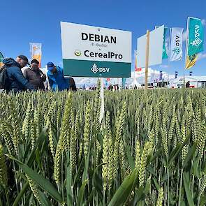 Wintertarwe Debian bijgezaaid met het mengsel CerealPro