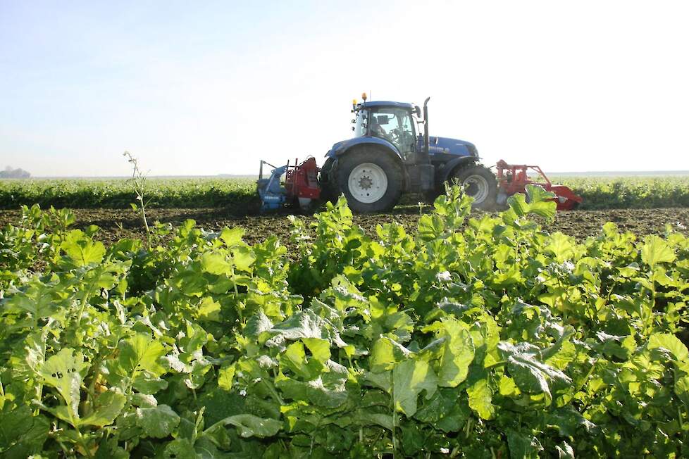 Doublet bladrammenas, een veilige keuze voor o.a. (poot)aardappelen, suikerbieten en bollenteelt.