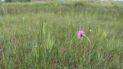Stikstofdepositie geen probleem in Natura 2000 veengebied