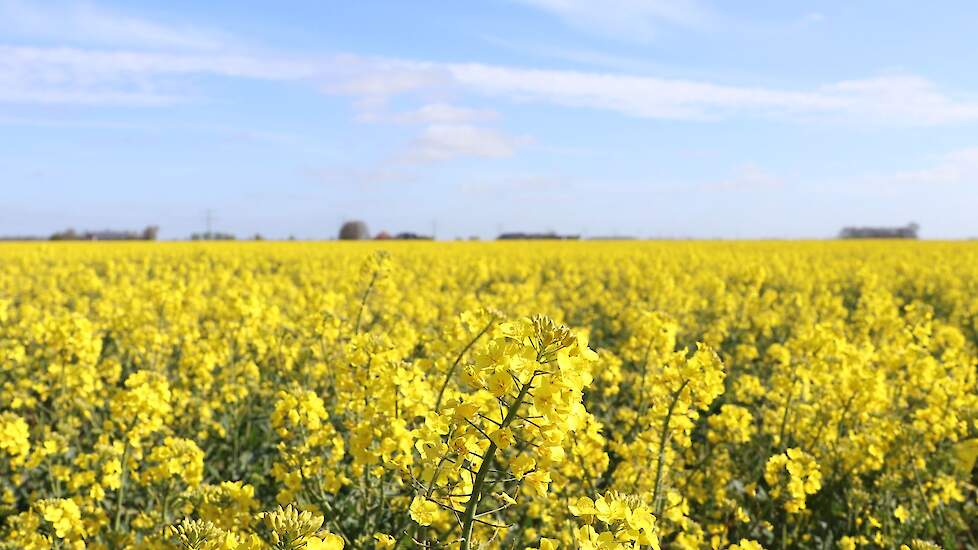 Limagrain › Koolzaad verbetert de bodem en helpt tegen duist