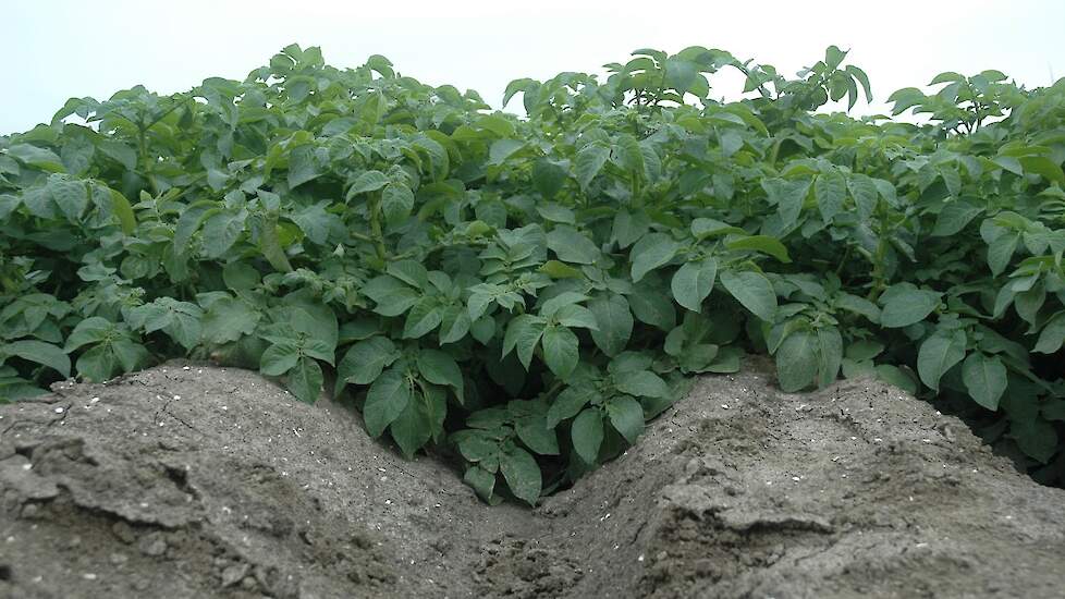 Top Crop › Many plots suffer from trace element deficiency due to prolonged rainfall | Akkerwijzer.nl