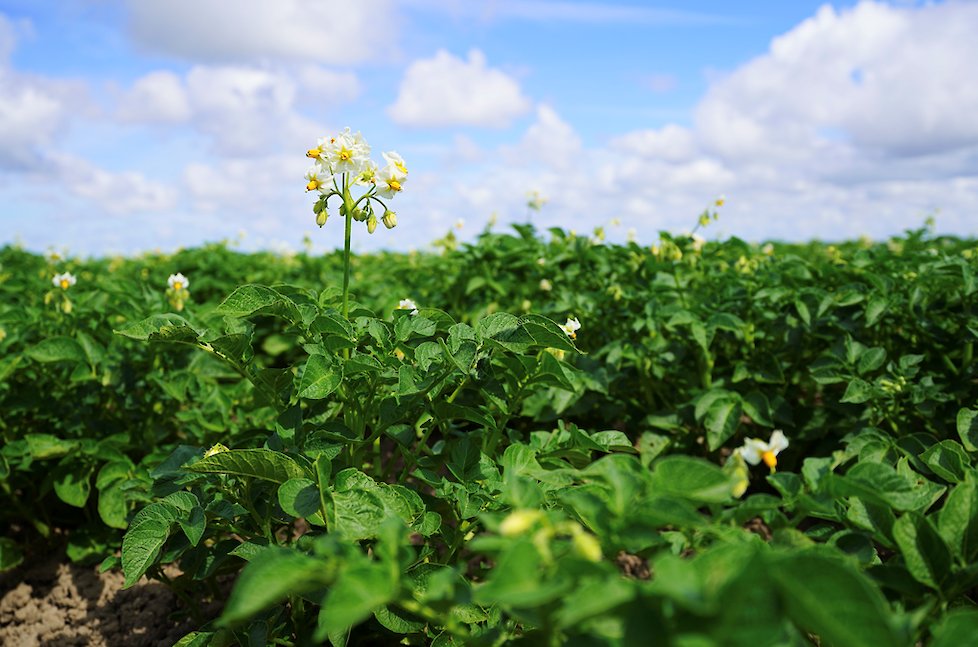 Aardappel in bloei (Tercol)