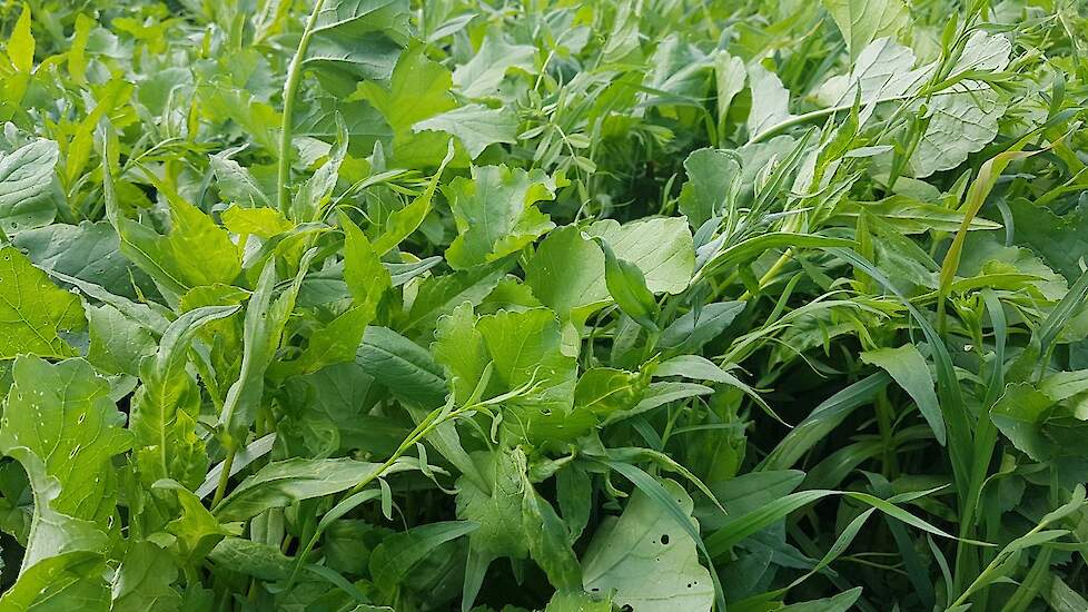 ‘Onze strategie is om de bodem zo lang mogelijk groen en beworteld te houden’