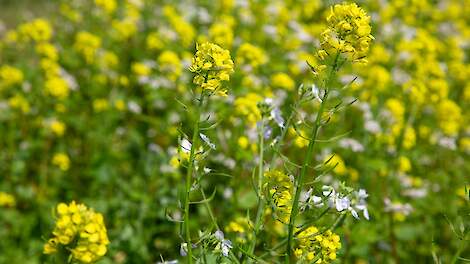 Boeren ontvangen geplande vergoeding voor eco-regeling