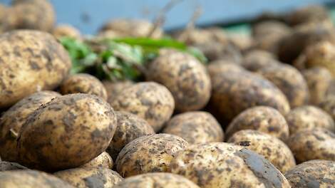 Grote variatie in opbrengsten kenmerken het groeiseizoen aardappelen