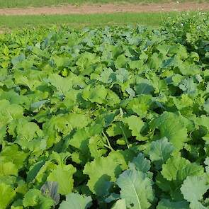 DSV TerraLife CoolSeason