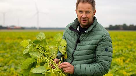 Bij Jumbo vanaf volgend jaar Nederlandse edamame bonen in het schap