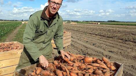 Akkerbouwbedrijf Van Beek gestart met oogst zoete aardappelen