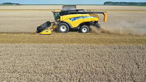 Wintertarwe top-3 voor oogst 2025