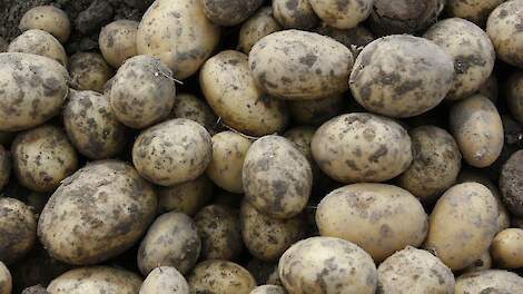 Exportcijfers aardappelen nog niet imponerend