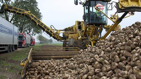 Suikeropbrengst 1,3 ton onder het 5-jaarsgemiddelde
