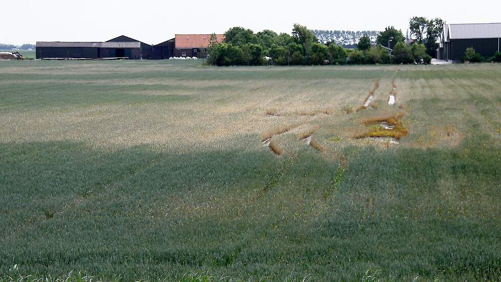 Aantal meldingen hagelschade loopt hard op na opnieuw pittige lokale Aantal meldingen hagelschade loopt hard op na opnieuw pittige lokale