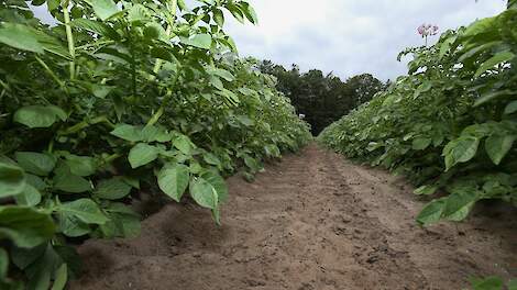 Aardappeltelers opgelet: teeltvoorschriften wijzigen al per 1 januari 2025, aanscherping én verruiming