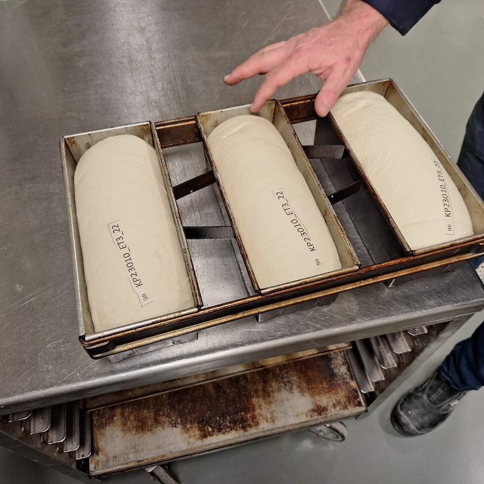 Bakproeven zijn onderdeel van het project. Nederlands brood heeft volume en dat stelt eisen aan het eiwitgehalte en eiwitkwaliteit van de tarwe.