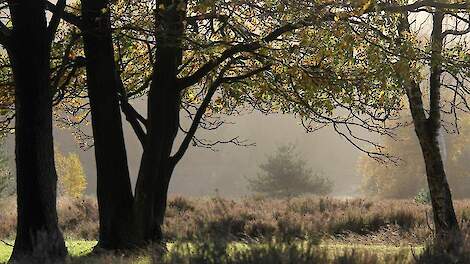 Waterschap Vallei en Veluwe: 'Liever grasland dan akkerbouw'