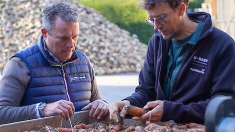 Bij peen draait alles om de beste kwaliteit