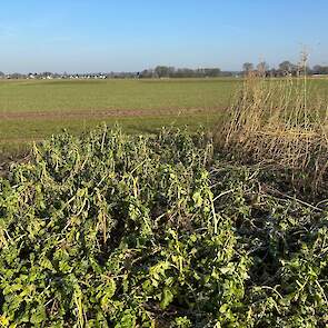 Eind februari 2025: De Trident en Radetzky bladrammenas zijn nog deels groen, de gele mosterd rechts is afgevroren.