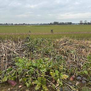 TerraLife CoolSeason eind februari na de winter op het demoveld van DSV zaden is nog overwegend groen dankzij de winterharde componenten.