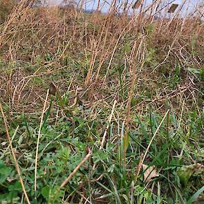TerraLife SoilProtect einde winter op 5 februari 2024: De winterharde componenten Engels raaigras, winterwikken en inkarnaatklaver zorgen voor een levende, groene bedekking van de bodem. Vlas is afgestorven.