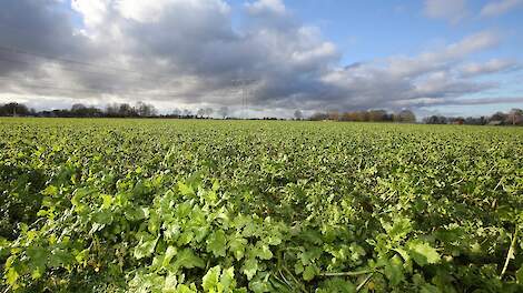 LTO heeft begrip voor besluit Wiersma over GLB-tarieven 2025