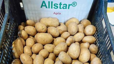 Allstar in Agria sterk tegen Rhizoctonia