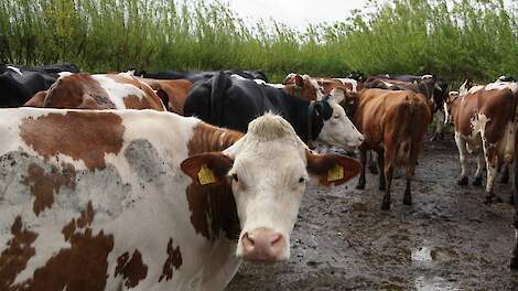'Uitstoot melkveehouderij kan gehalveerd worden door minder eiwitrijk krachtvoer te gebruiken'